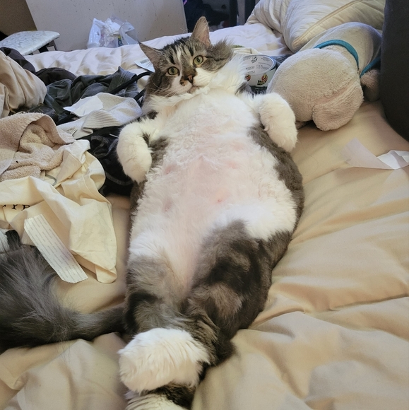 Pets!! - Picture 11 of 12